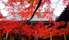 松尾寺DSC06414