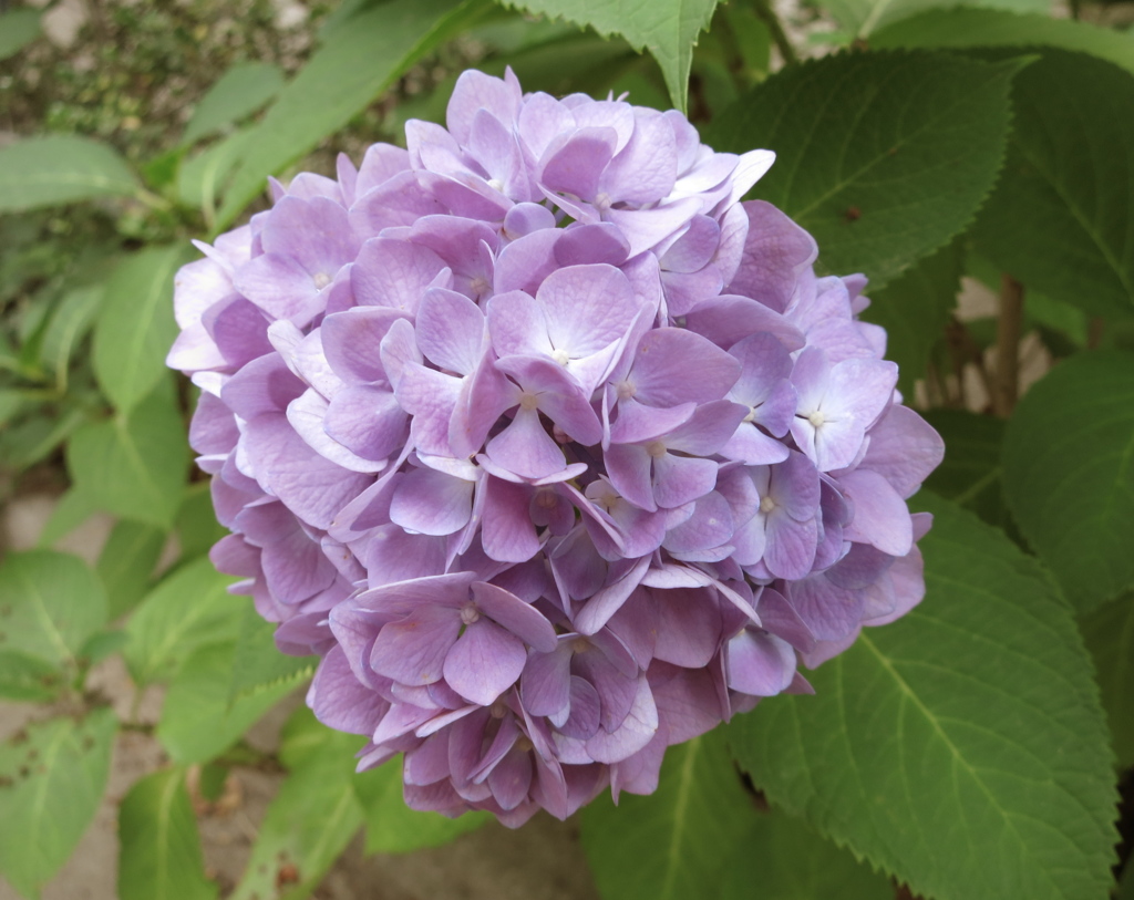 紫陽花IMG_0723