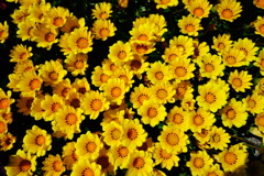 DSC08306