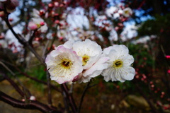 DSC02501