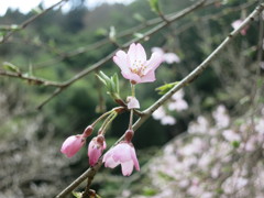 野桜IMG_6599