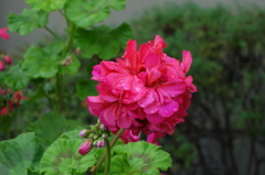 DSC00906