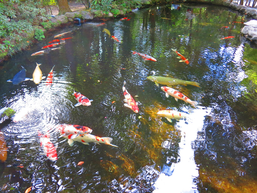 池　IMG_3034