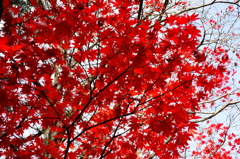 DSC02387