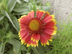 花IMG_0692