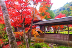 天野山金剛寺紅葉　令和元年IMG_0042