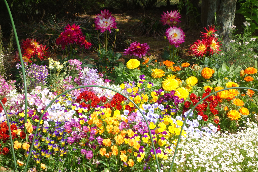 花壇　DSC07922