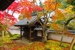 天野山金剛寺紅葉　令和元年IMG_0082