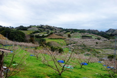 南部梅林　DSC07183