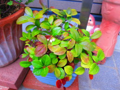 植物IMG_0664