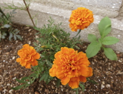 花IMG_0687