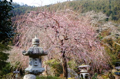 梅の花　DSC03328