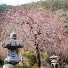 梅の花　DSC03328