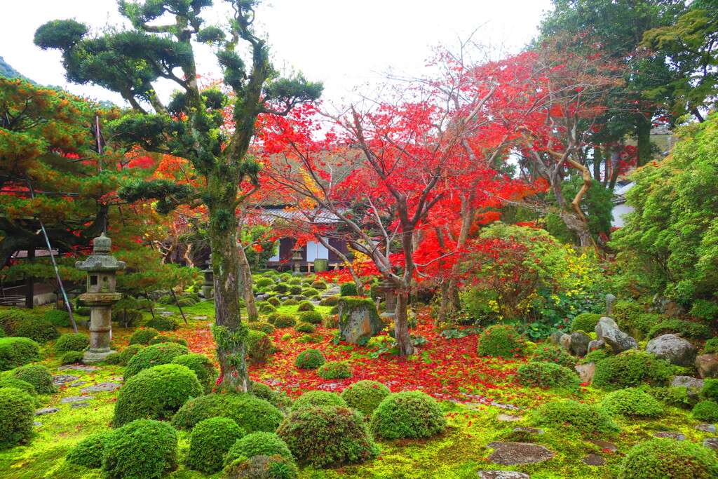 天野山金剛寺紅葉　令和元年IMG_0086