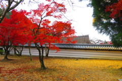 天野山金剛寺紅葉　令和元年IMG_9950