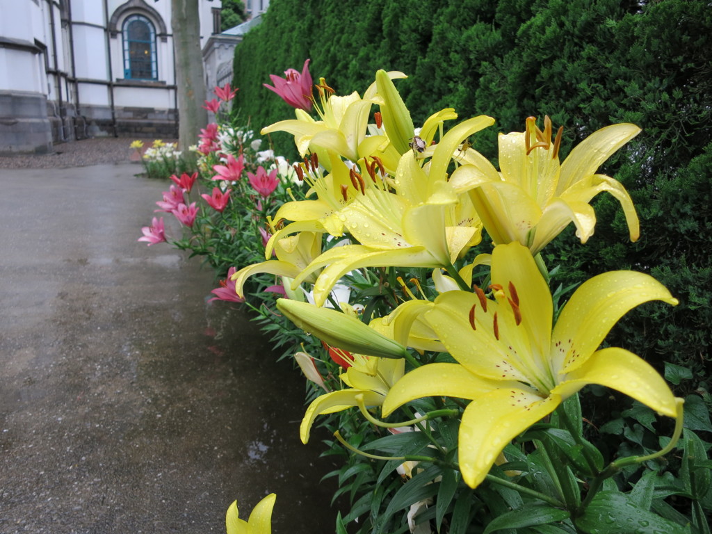 百合の花IMG_0930