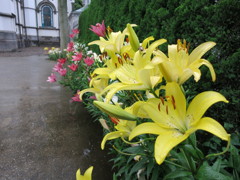 百合の花IMG_0930