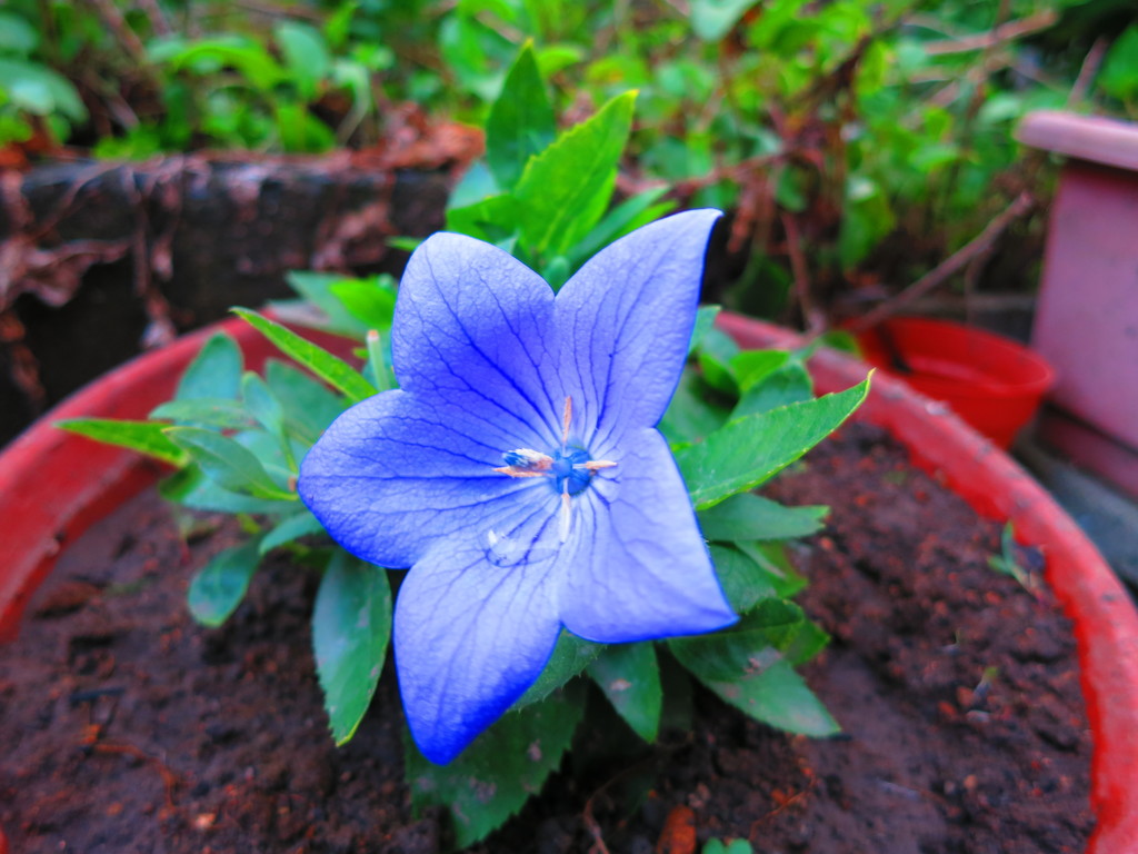 花IMG_1836