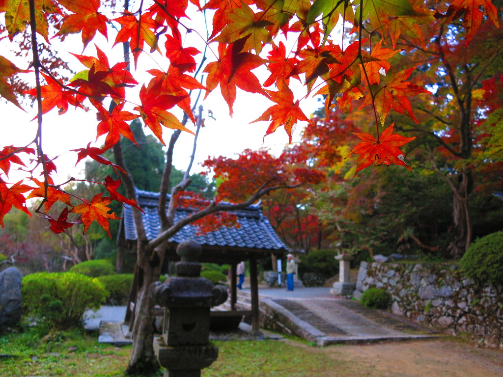 紅葉　観心寺IMG_3539