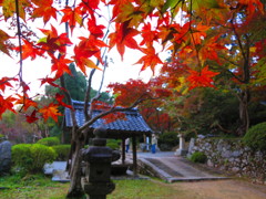 紅葉　観心寺IMG_3539