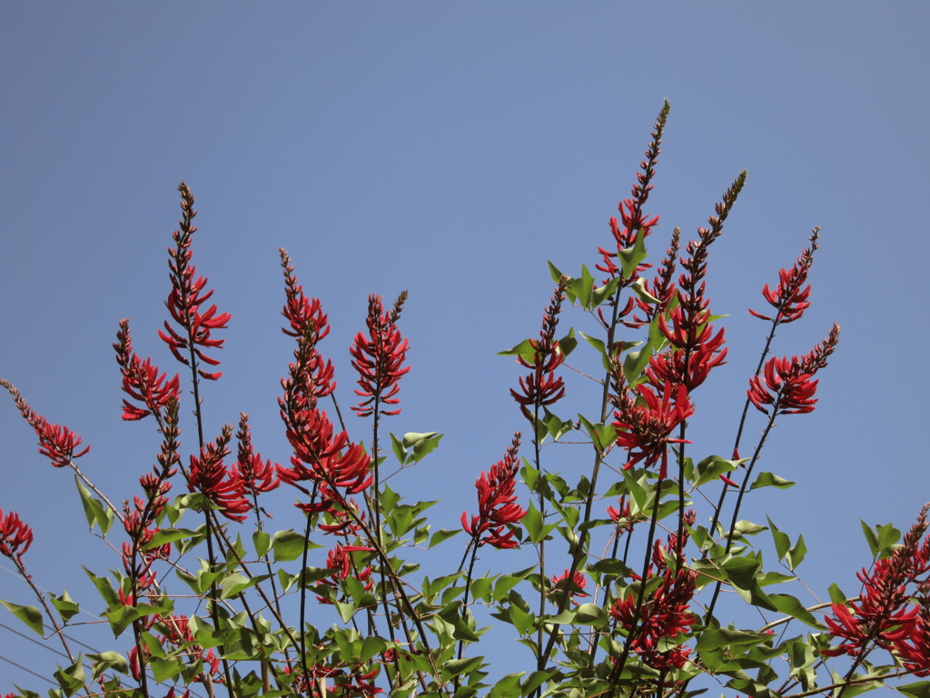 花MG_0680