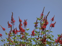 花MG_0680