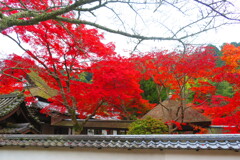 天野山金剛寺紅葉　令和元年IMG_9903