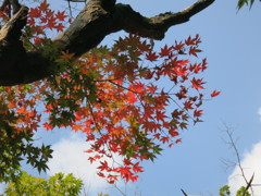 色づくIMG_2917
