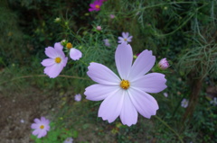 コスモスDSC02260
