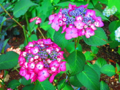 花IMG_8952