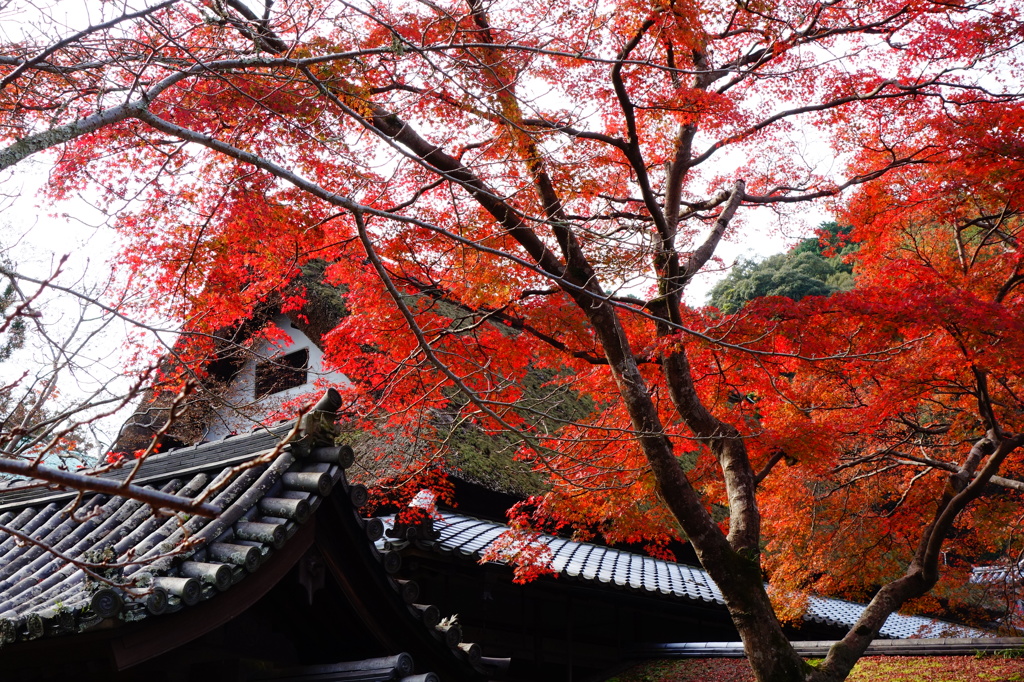 天野山金剛寺紅葉DSC02598