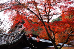 天野山金剛寺紅葉DSC02598