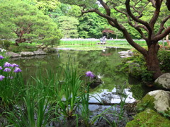 あやめ池IMG_9340