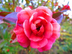 冬の花IMG_4548