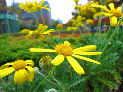 秋の花IMG_3231
