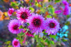 ダリアIMG_6373