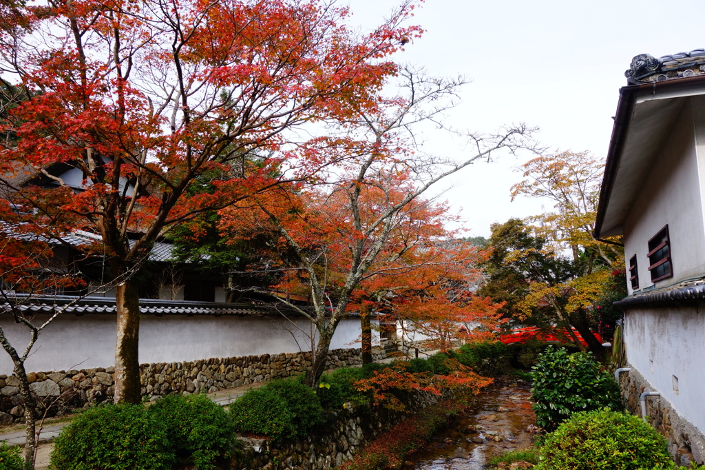 DSC02517