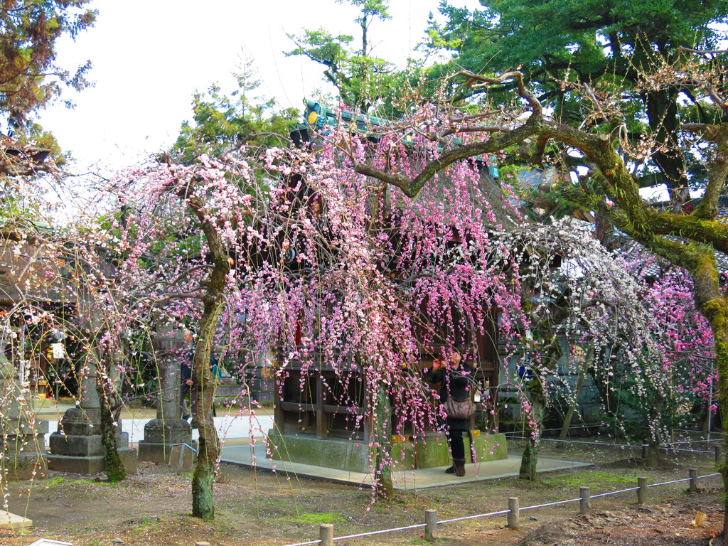 枝垂れ梅IMG_5824