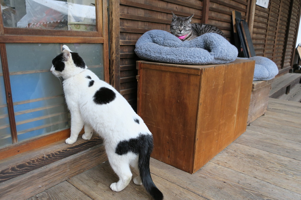 縁側の猫IMG_0161