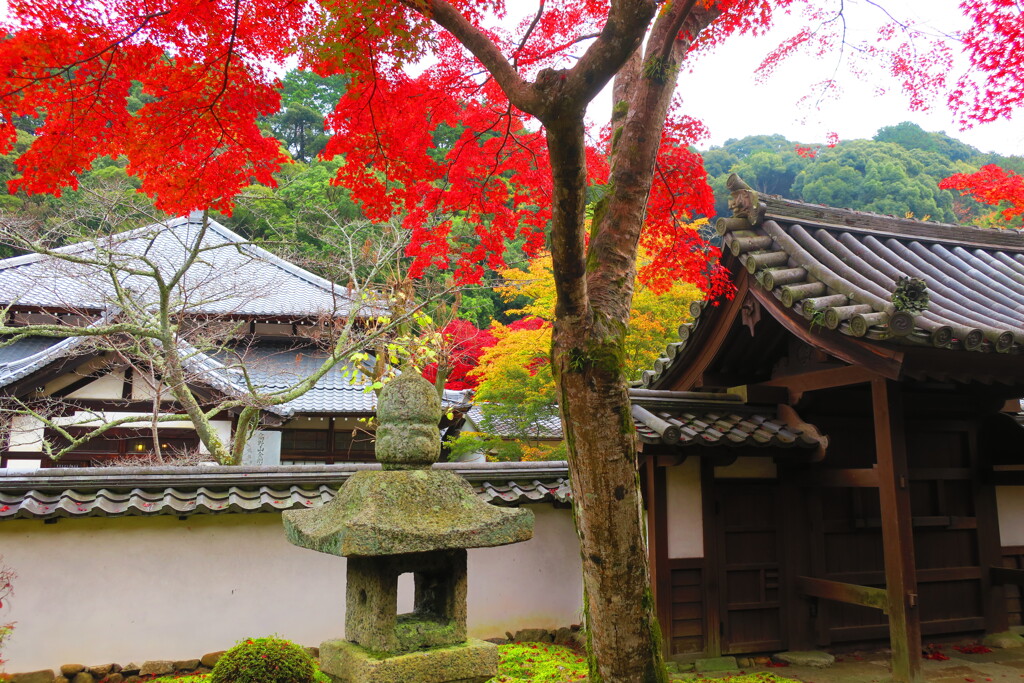 天野山金剛寺紅葉　令和元年IMG_0055