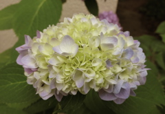 紫陽花IMG_0716