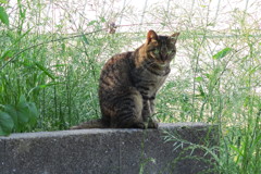 IMG_1335