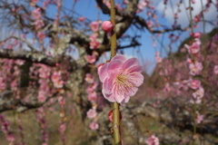 DSC02547