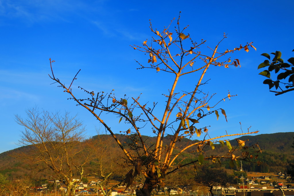 冬のいい天気IMG_6387
