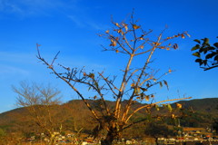 冬のいい天気IMG_6387