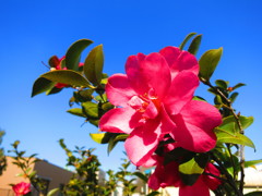 椿IMG_5565