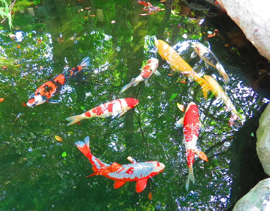 錦鯉IMG_3045