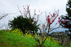 DSC07195