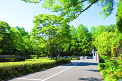 新緑IMG_1995