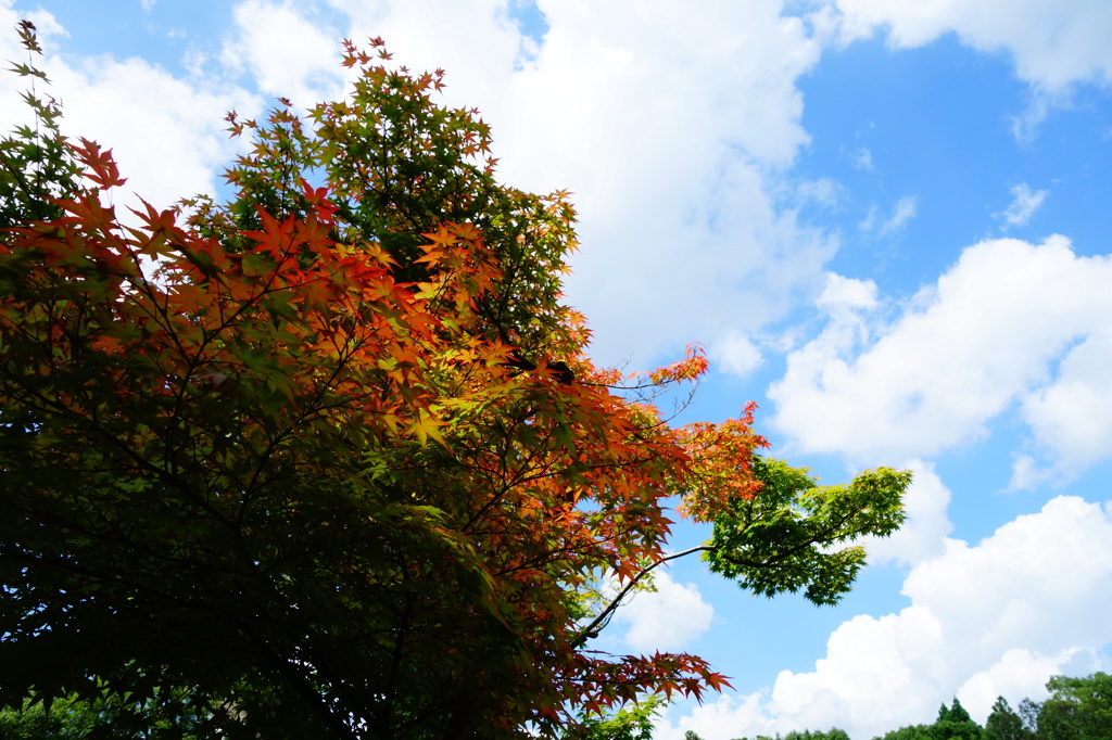 奈良　衣水園DSC02060